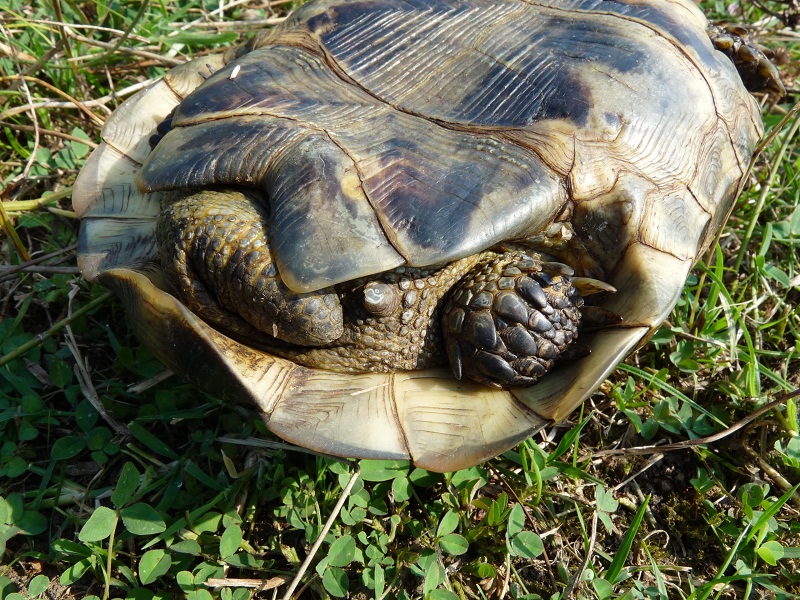 Testudo graeca