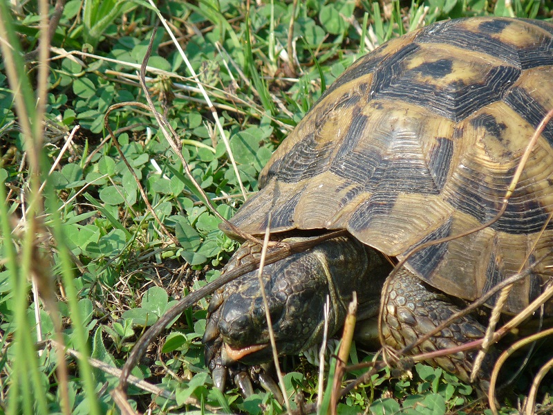 Testudo graeca