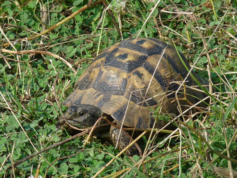 Testudo graeca