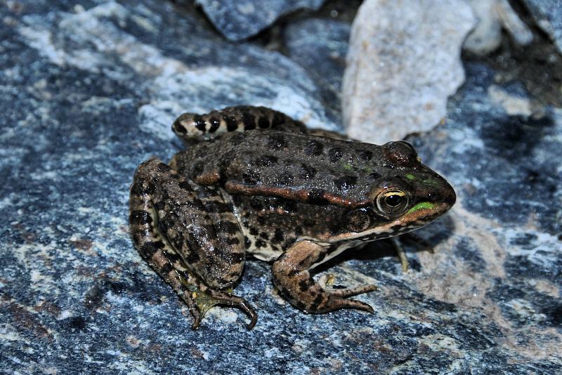 Pelophylax kurtmuelleri