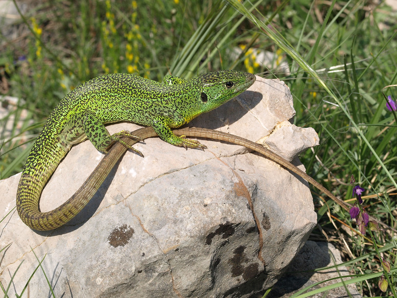 Lacerta trilineata