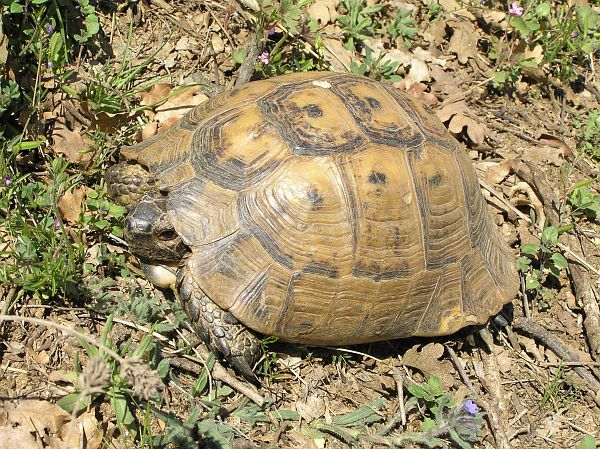 Testudo graeca