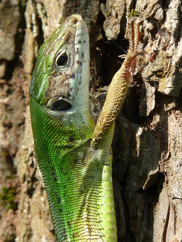 Lacerta viridis