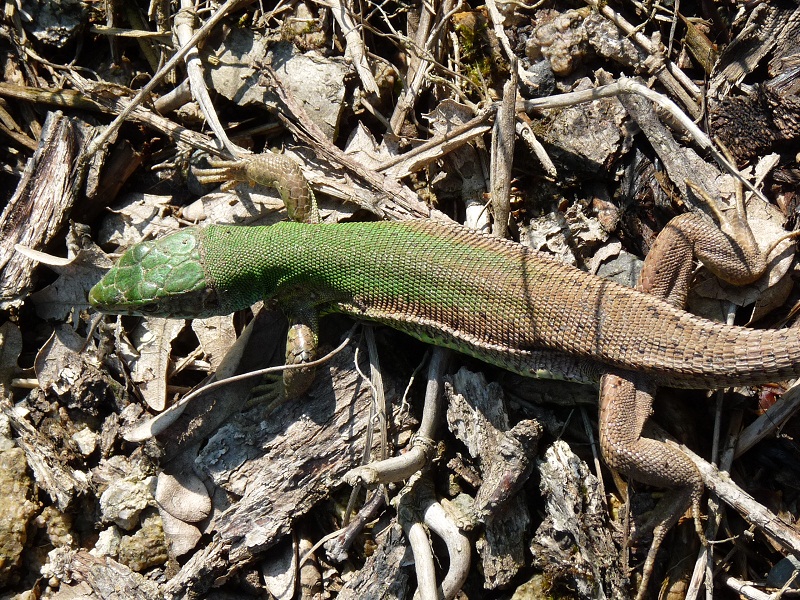 Lacerta viridis