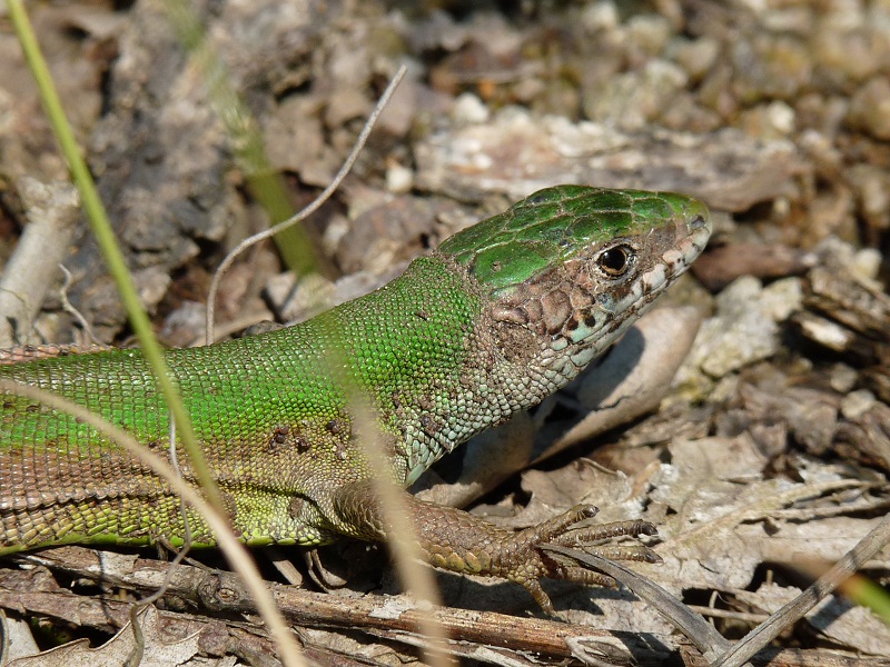 Lacerta viridis