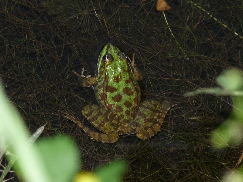 Pelophylax ridibundus