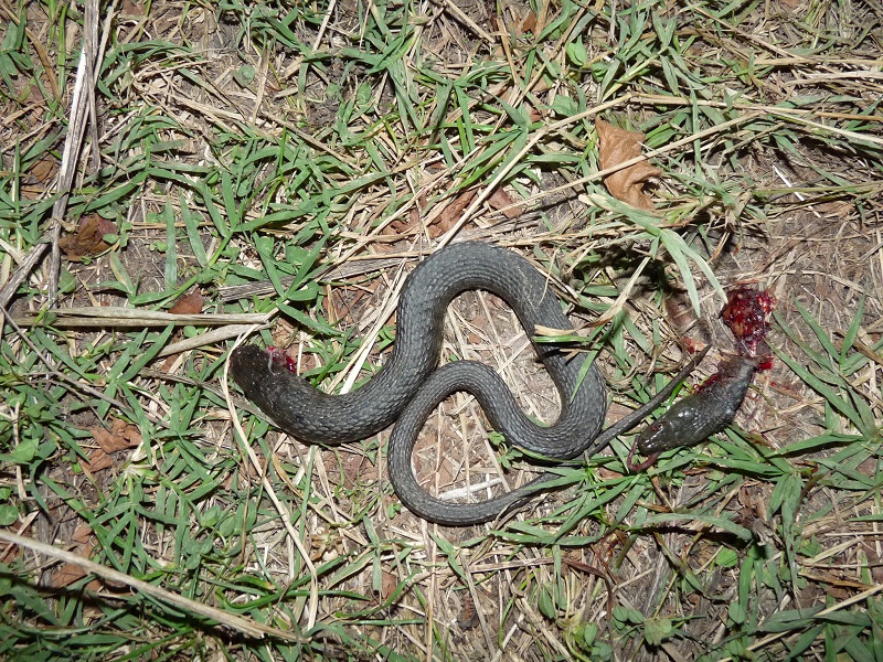 Natrix tessellata