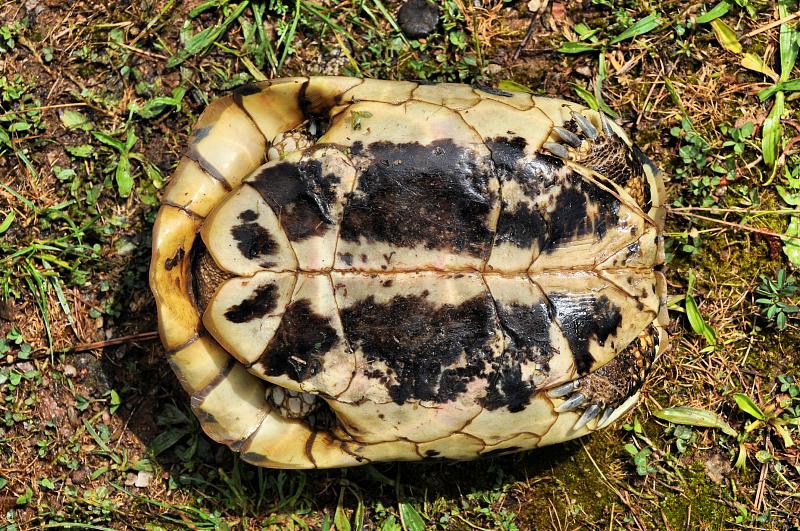 Testudo hermanni