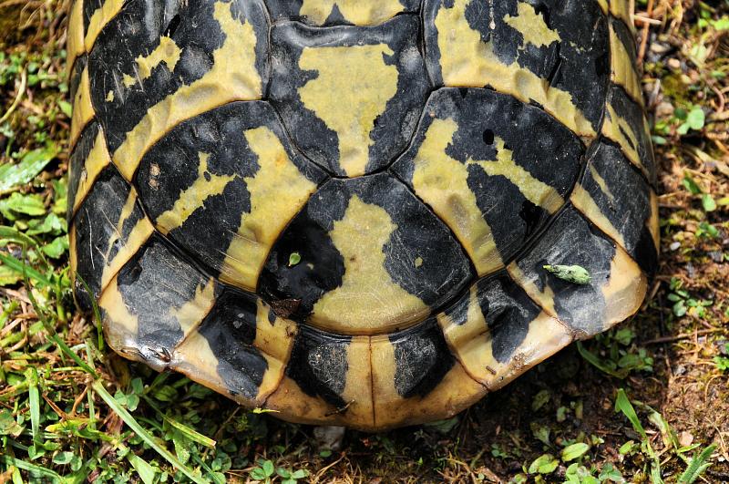 Testudo hermanni