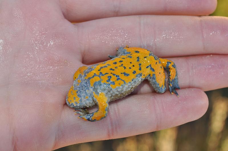 Bombina variegata