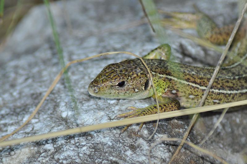 Lacerta trilineata