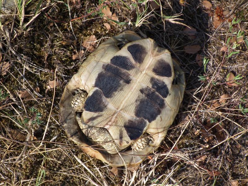 Testudo hermanni