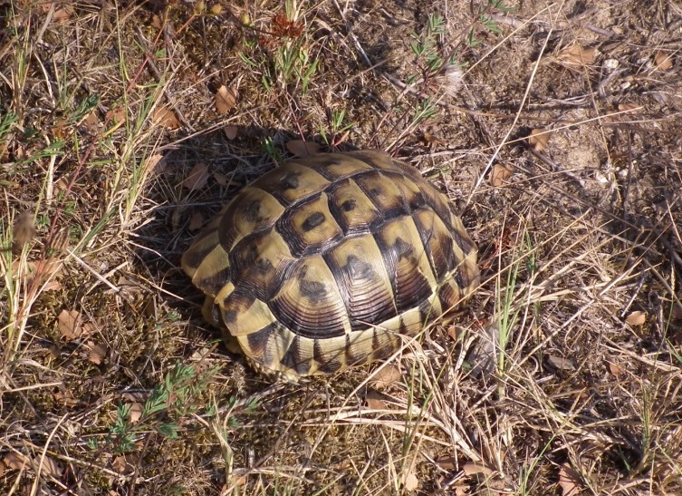 Testudo hermanni