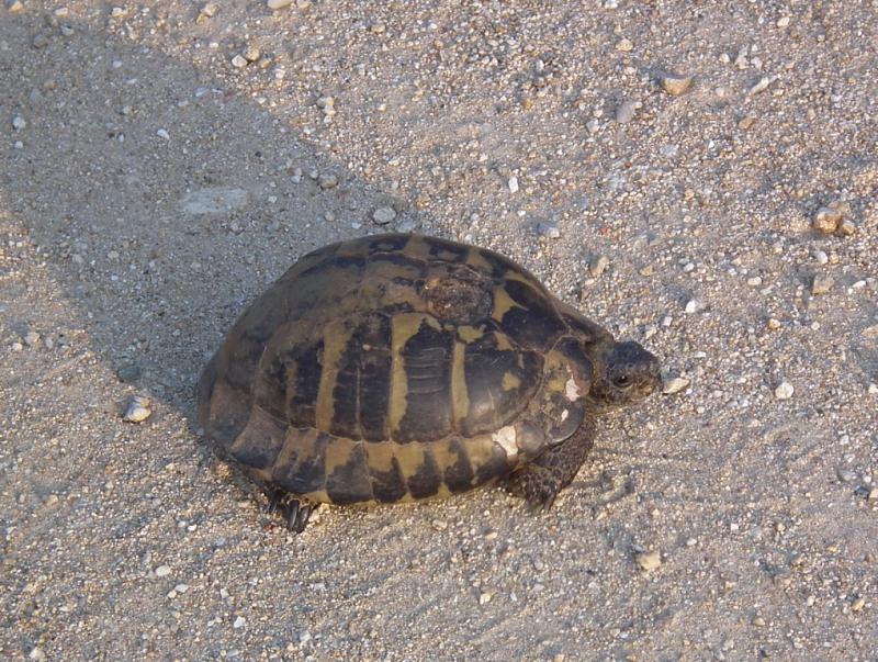 Testudo hermanni