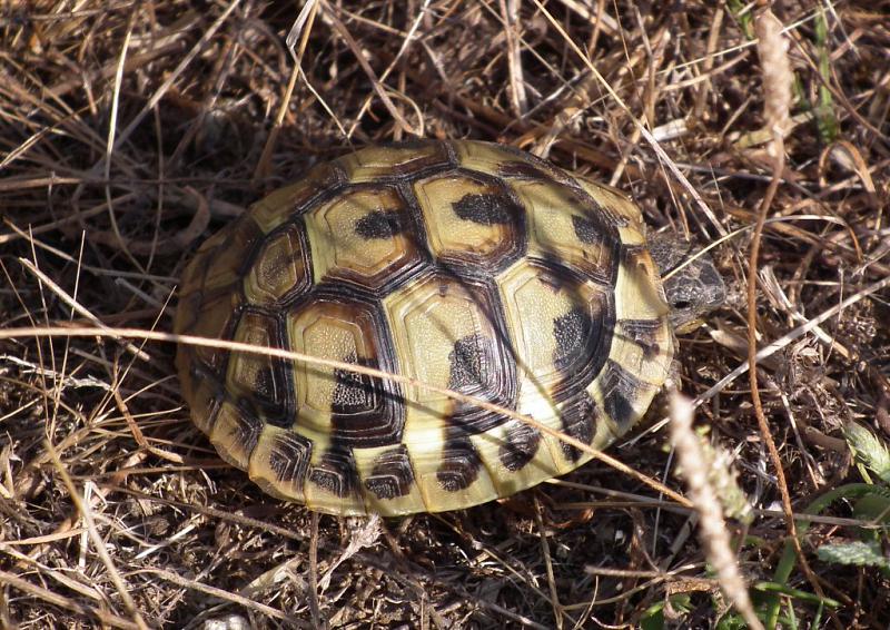 Testudo hermanni