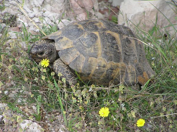 Testudo graeca