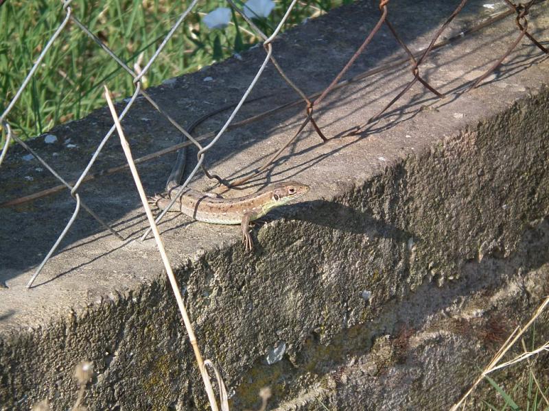 Lacerta viridis