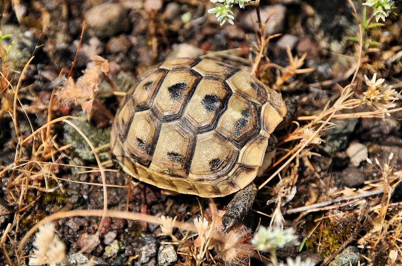 Testudo graeca