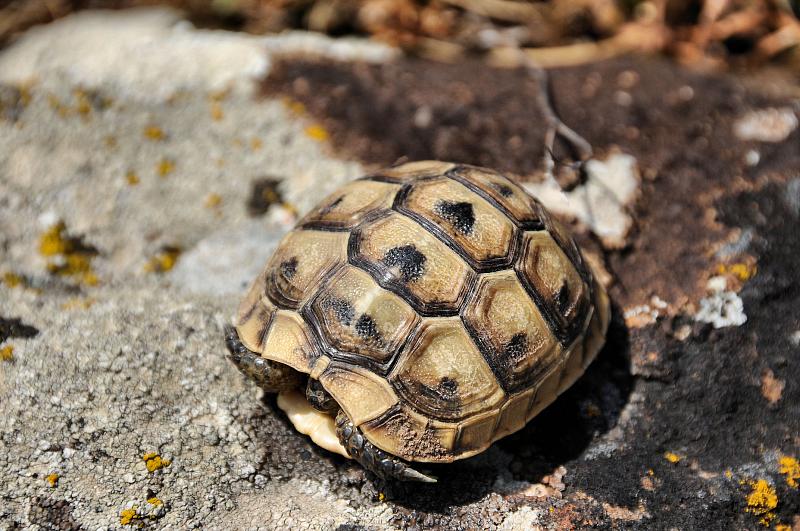 Testudo graeca