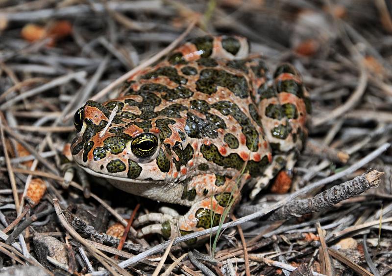 Pseudepidalea viridis