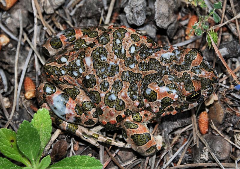 Pseudepidalea viridis