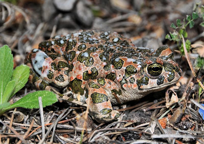 Pseudepidalea viridis