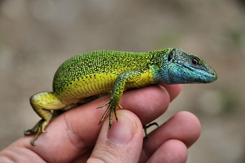 Lacerta viridis