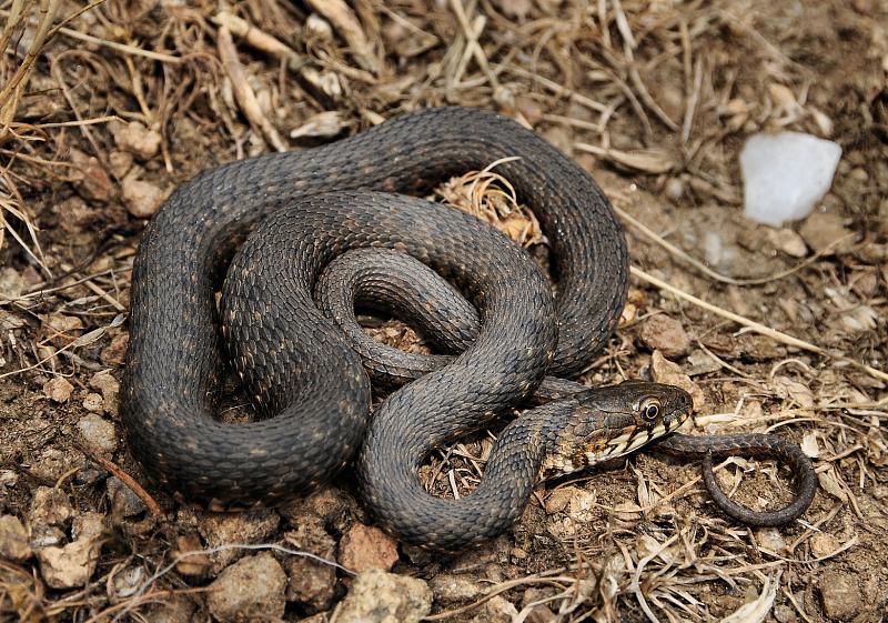 Natrix tessellata