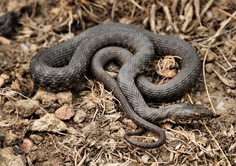 Natrix tessellata