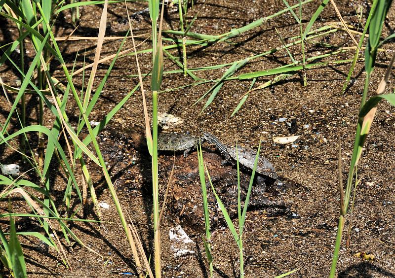 Mauremys rivulata