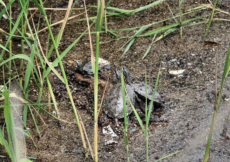 Mauremys rivulata