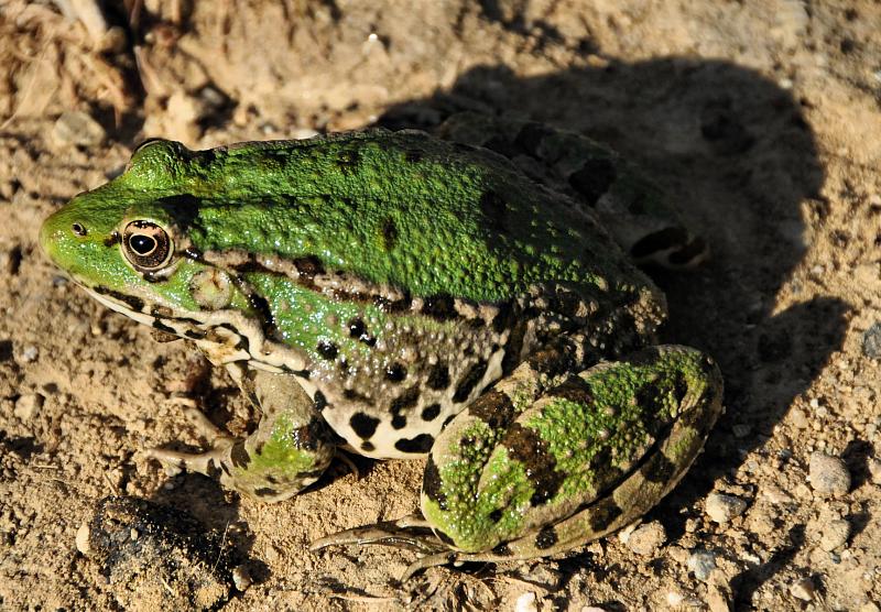 Pelophylax bedriagae