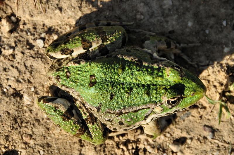 Pelophylax bedriagae