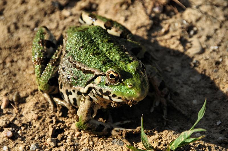 Pelophylax bedriagae