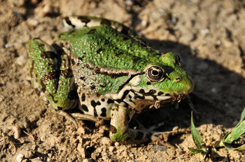 Pelophylax bedriagae