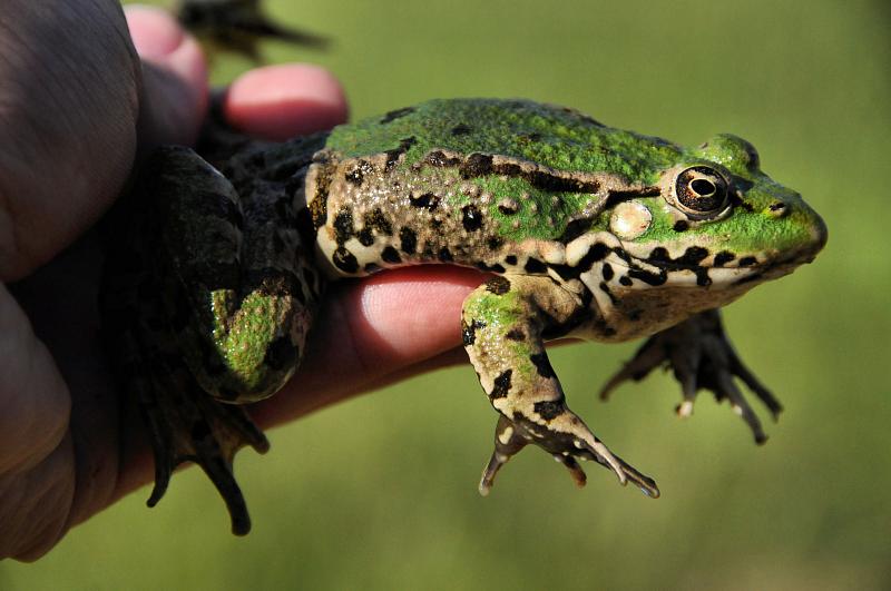 Pelophylax bedriagae