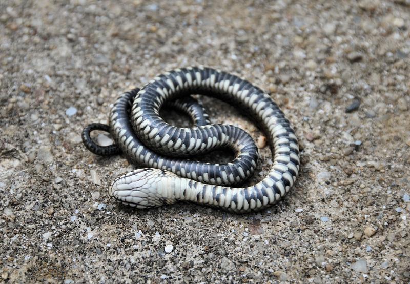 Natrix natrix
