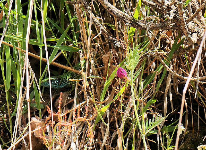 Lacerta viridis