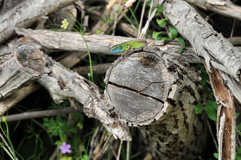 Lacerta viridis