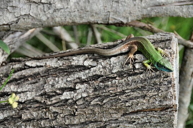 Lacerta viridis Lacerta viridis