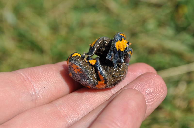 Bombina variegata