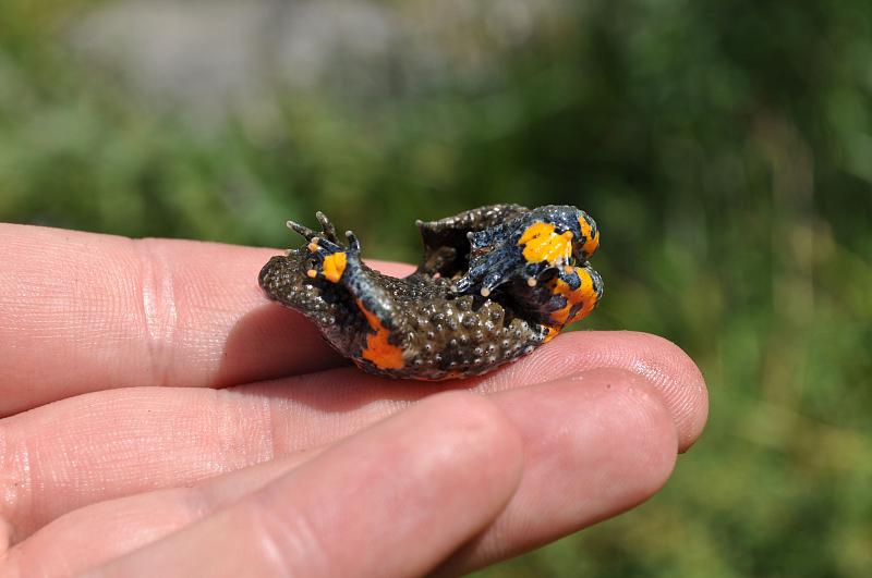 Bombina variegata