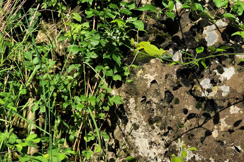 Lacerta viridis