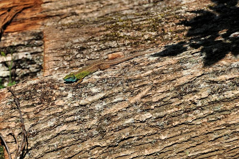 Lacerta viridis