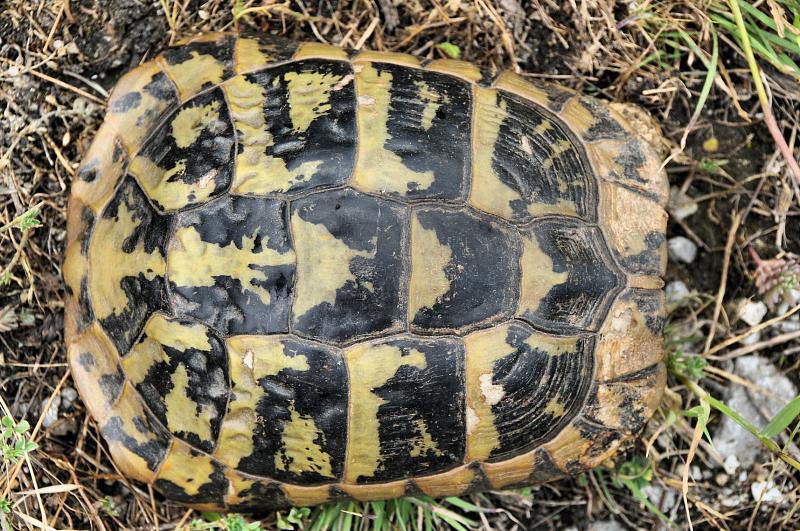 Testudo hermanni