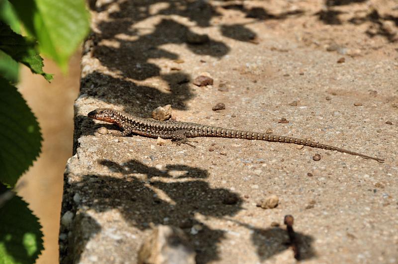 Podarcis muralis