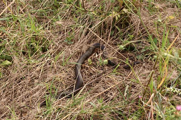 Natrix tessellata