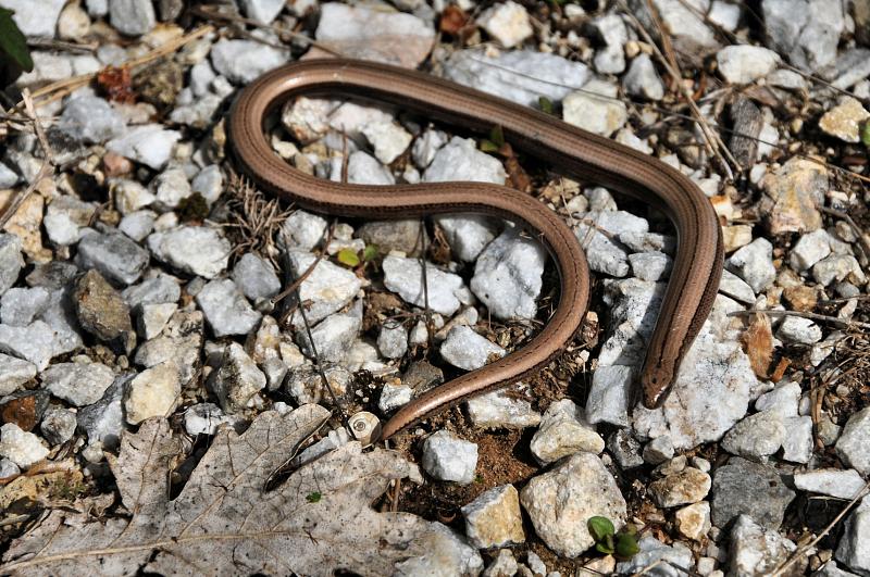 Anguis fragilis s.l.