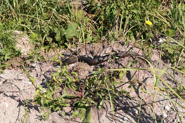 Natrix tessellata