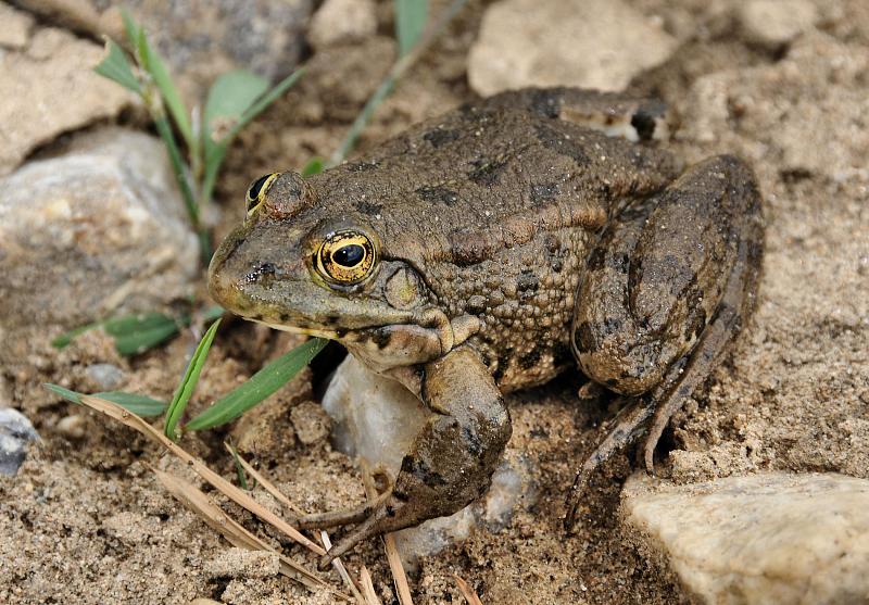 Pelophylax ridibundus